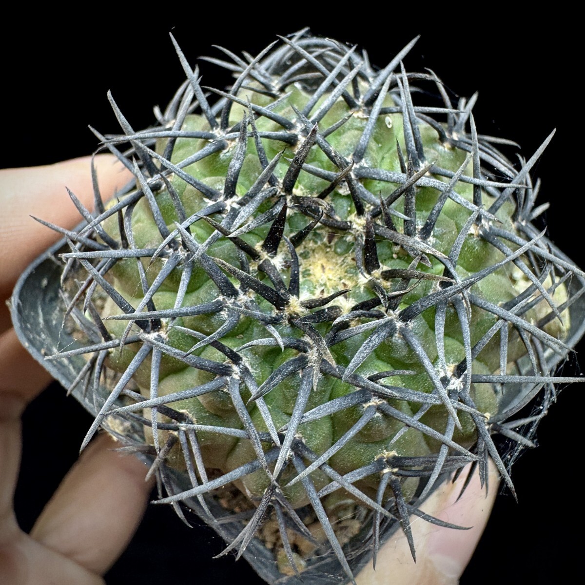 115A サボテン 多肉植物 ギムノカリキウム 黑刺鳳頭 実生株_画像1