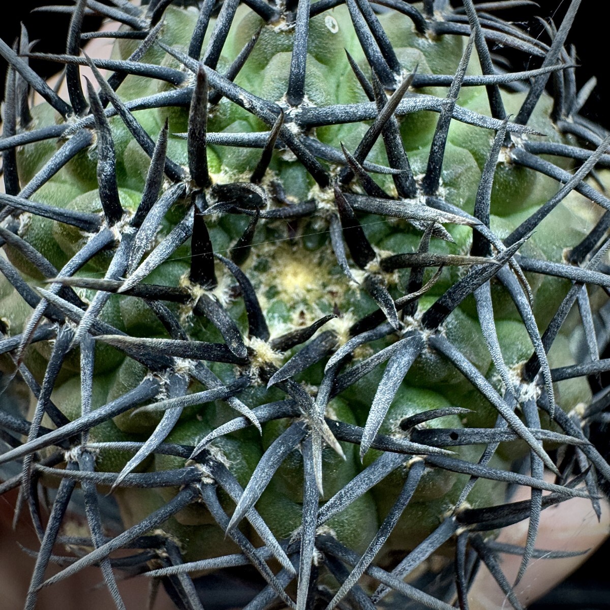 115A サボテン 多肉植物 ギムノカリキウム 黑刺鳳頭 実生株_画像2