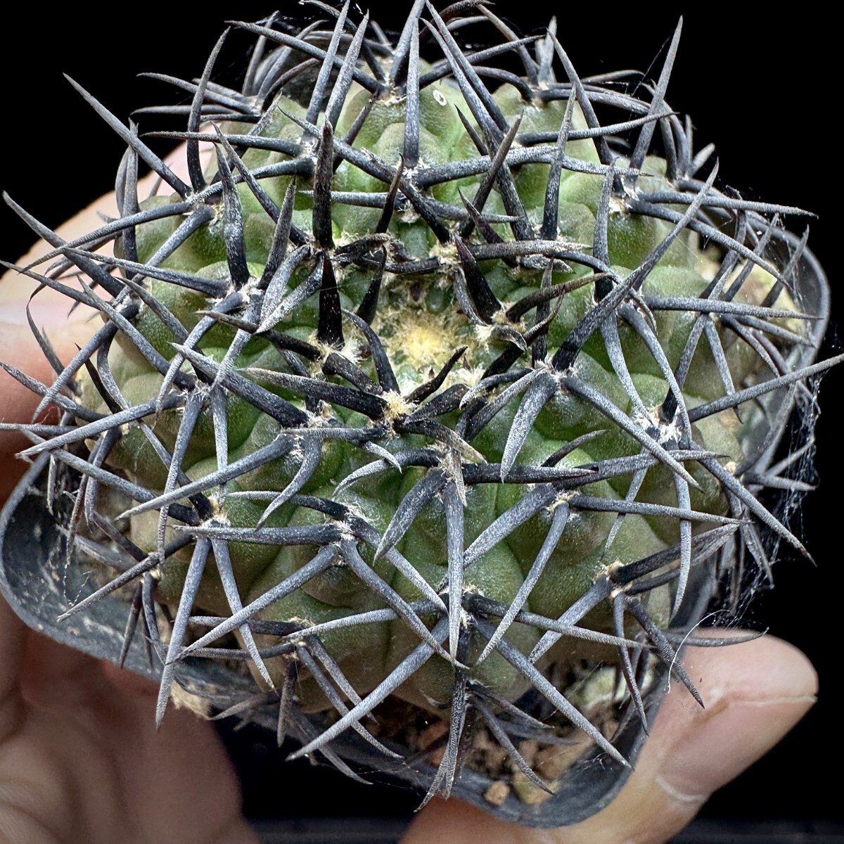 115A サボテン 多肉植物 ギムノカリキウム 黑刺鳳頭 実生株_画像3
