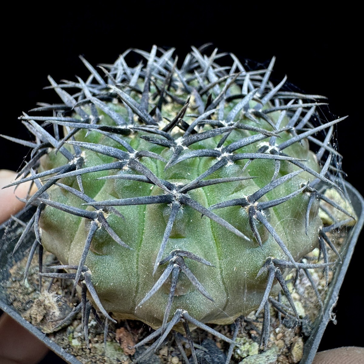 115A サボテン 多肉植物 ギムノカリキウム 黑刺鳳頭 実生株_画像4