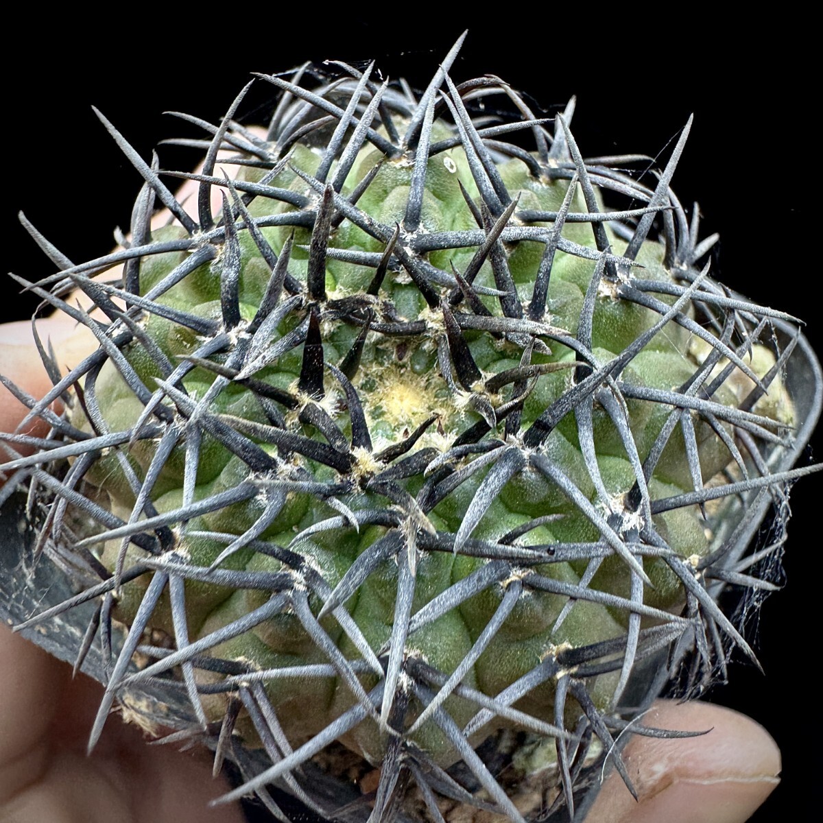 115A サボテン 多肉植物 ギムノカリキウム 黑刺鳳頭 実生株_画像5