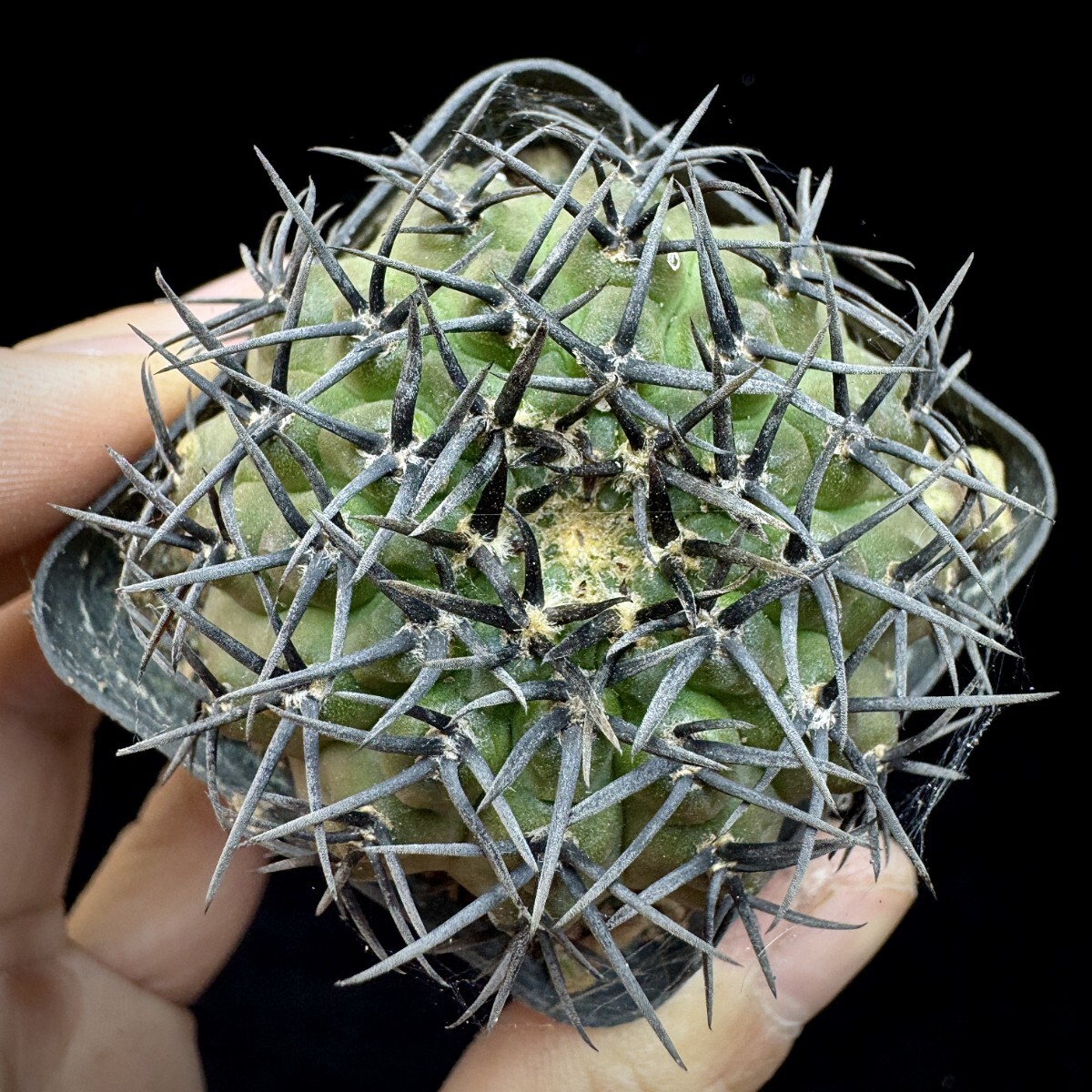 115A サボテン 多肉植物 ギムノカリキウム 黑刺鳳頭 実生株_画像6