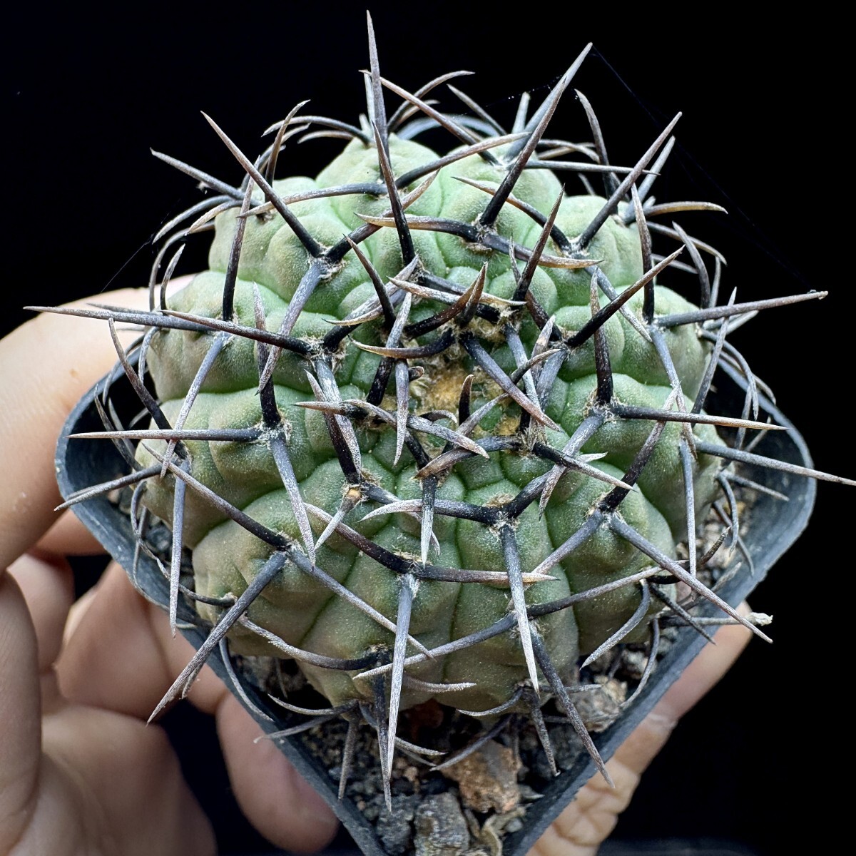 118A サボテン 多肉植物 ギムノカリキウム 黑刺鳳頭 実生株_画像1