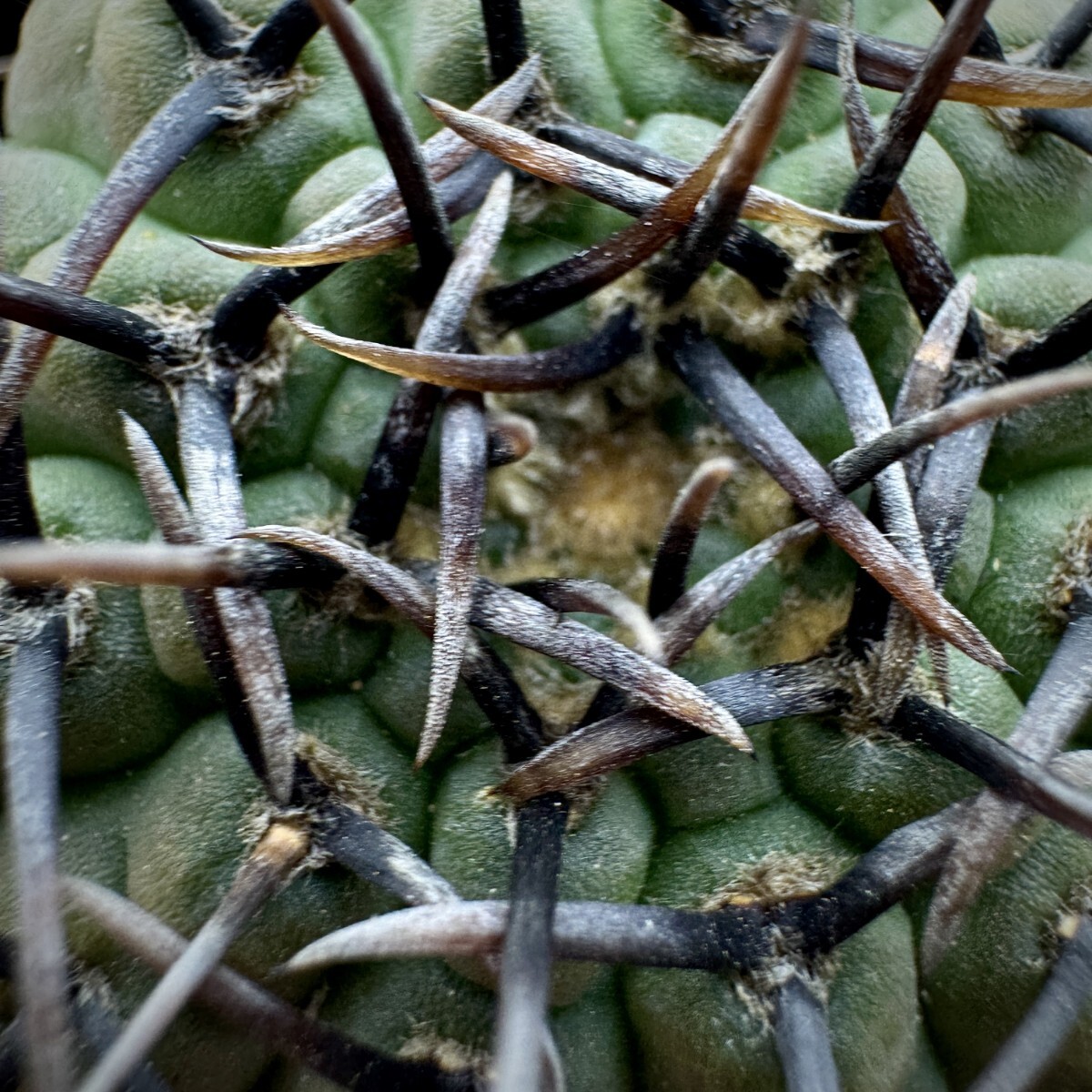 118A サボテン 多肉植物 ギムノカリキウム 黑刺鳳頭 実生株_画像3