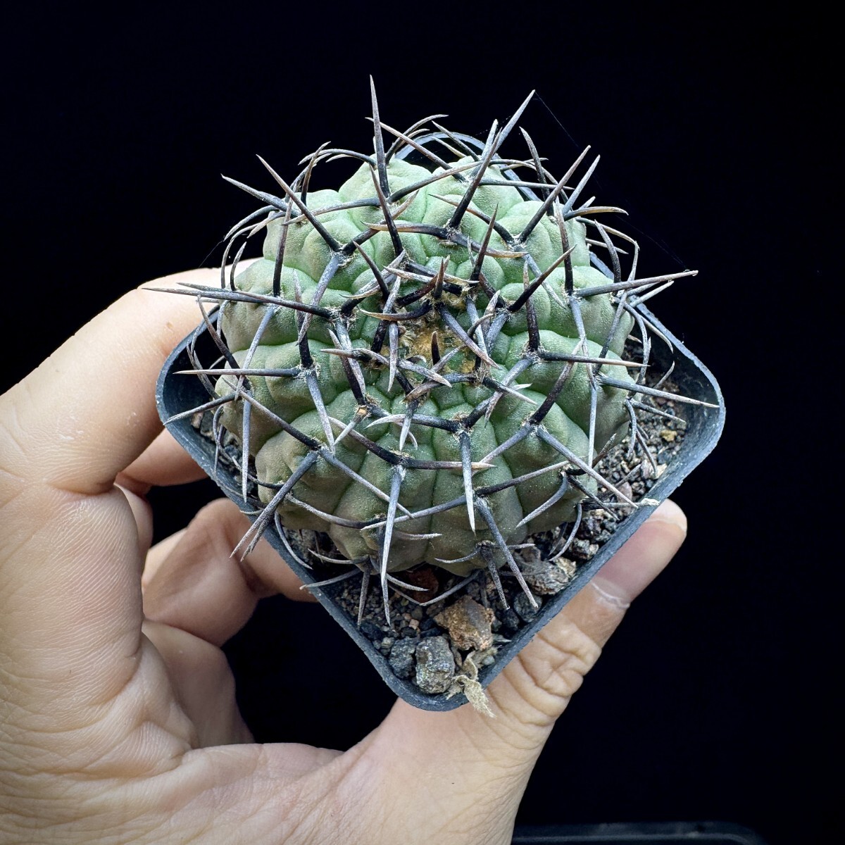 118A サボテン 多肉植物 ギムノカリキウム 黑刺鳳頭 実生株_画像4