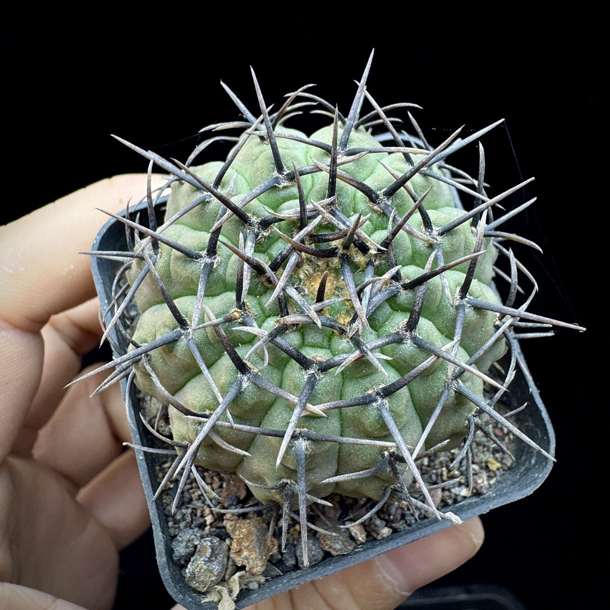 118A サボテン 多肉植物 ギムノカリキウム 黑刺鳳頭 実生株_画像5