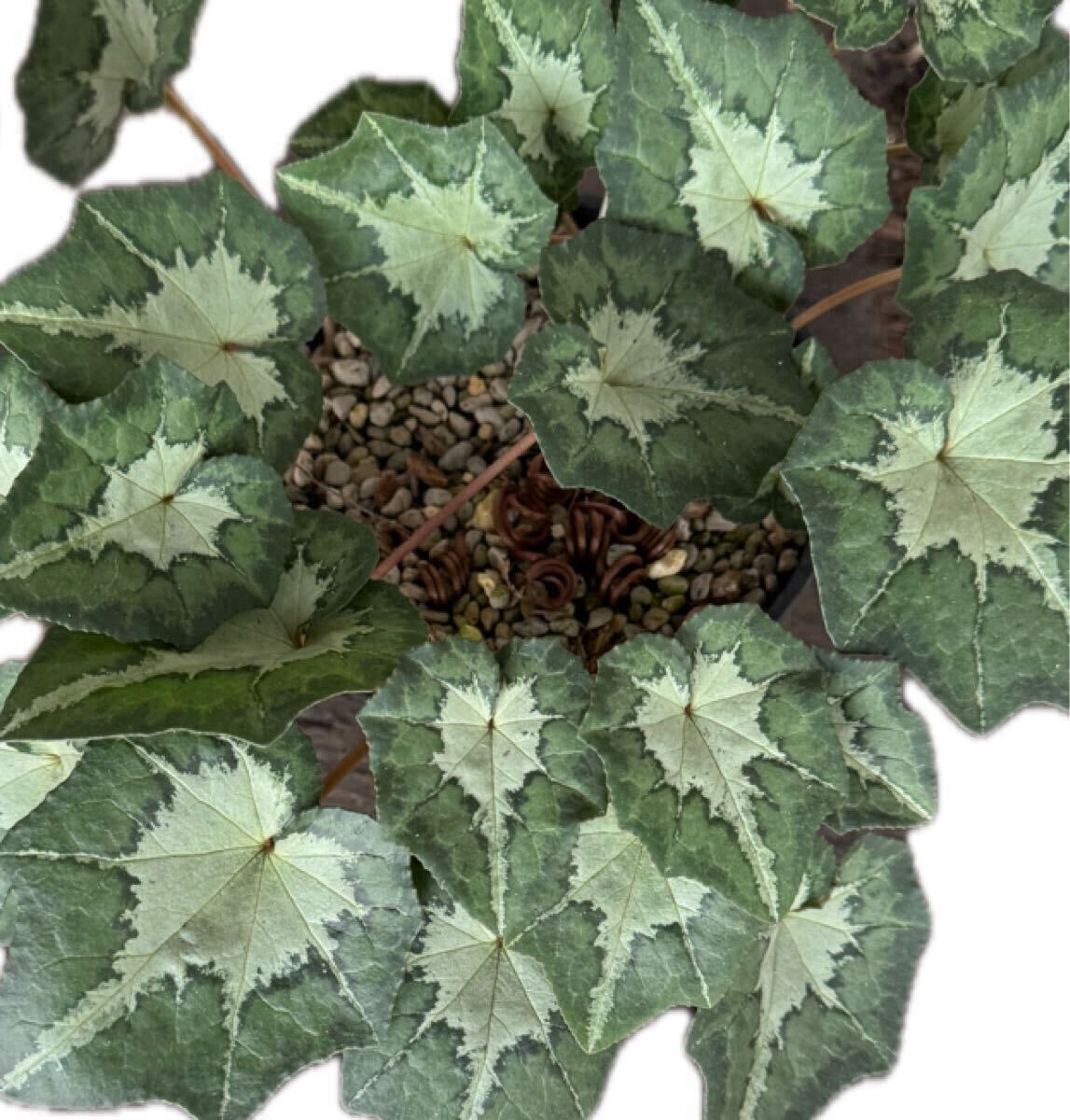  【種子】原種シクラメン ヘデリフォリウム ピータームーア 10粒の画像1