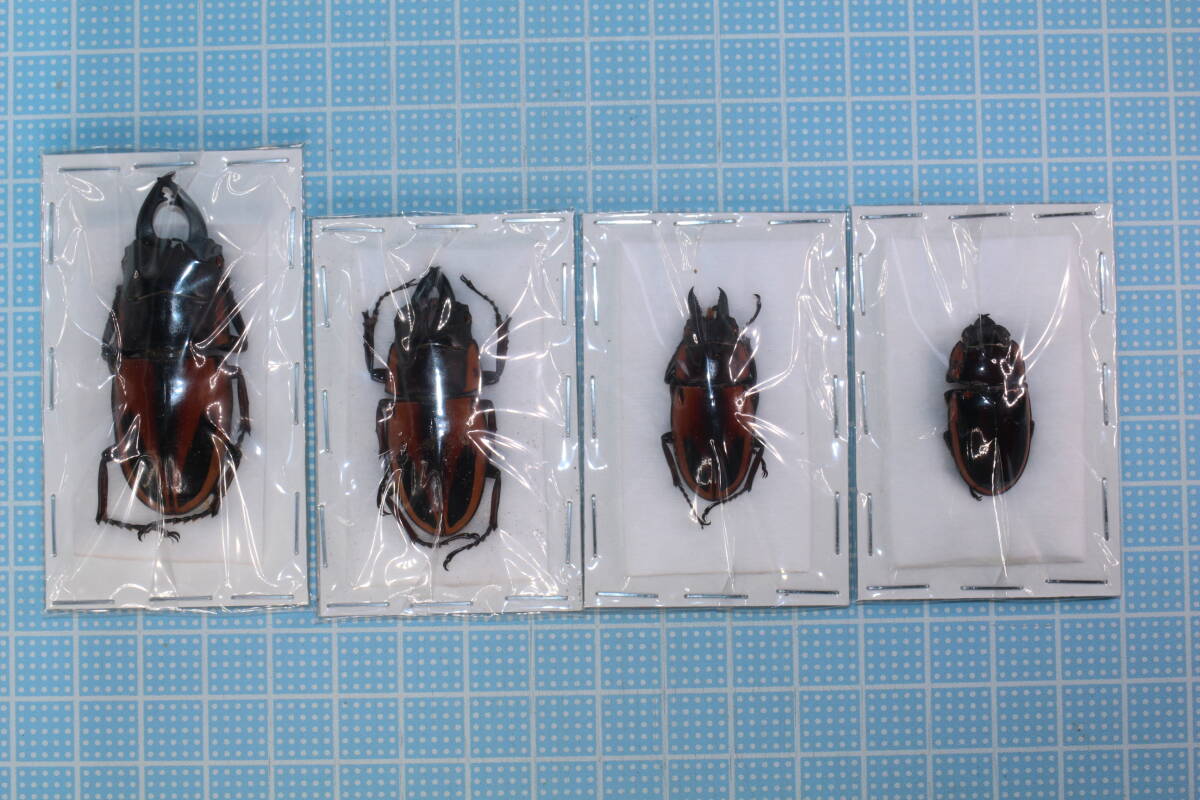 【標本】A0908 ペレン島産 ファブリスノコギリクワガタ 3♂53, 41,32mm ♀27mm 4頭セット  の画像1