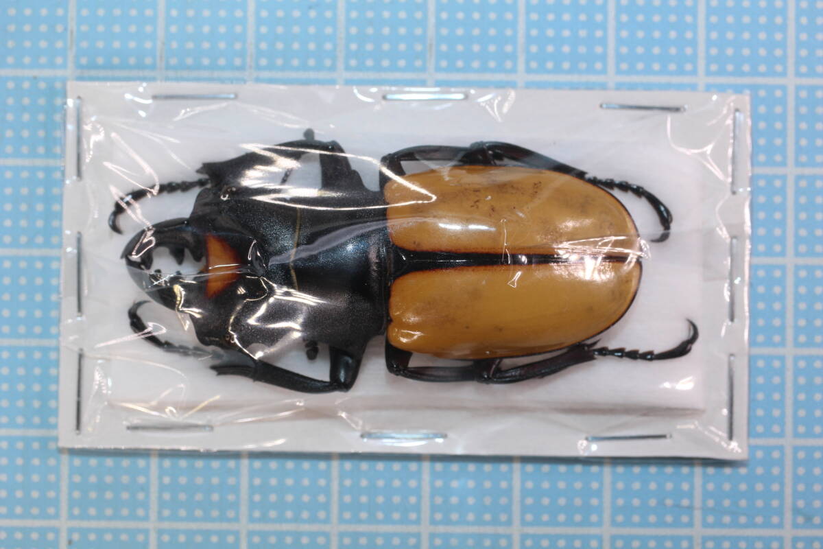 【標本】A1013 スマトラ島産 スペクタビリスツヤクワガタ ♂55mm  の画像1