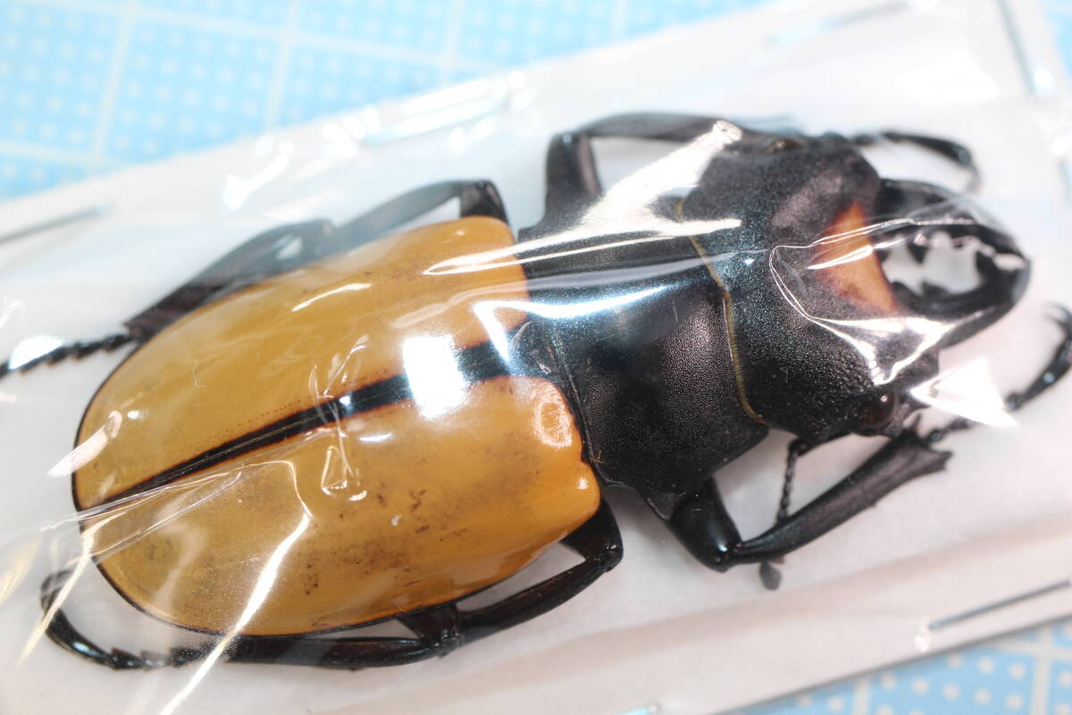 【標本】A1013 スマトラ島産 スペクタビリスツヤクワガタ ♂55mm  の画像3