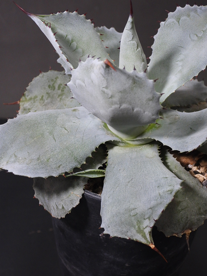 アガベ ポタトラム Agave potatorum 国内実生株_画像4