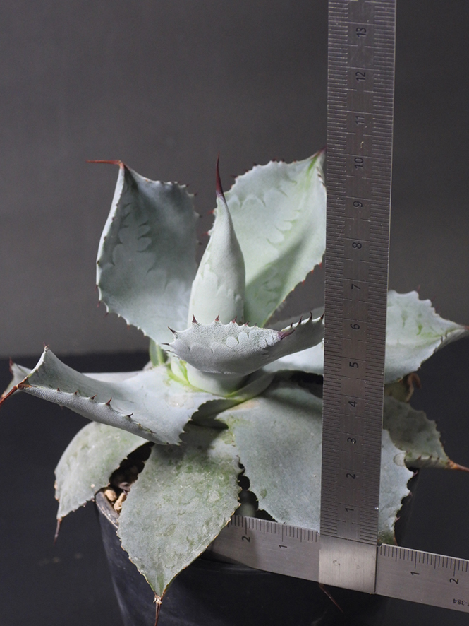 アガベ ポタトラム Agave potatorum 国内実生株_画像5