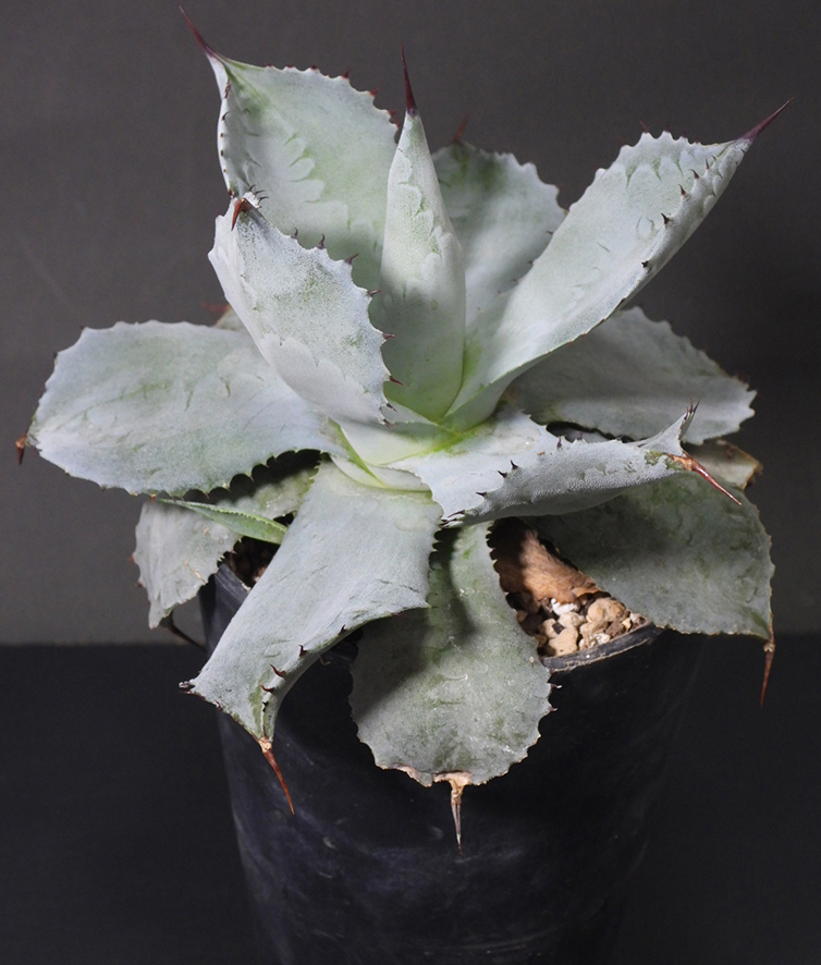 アガベ ポタトラム Agave potatorum 国内実生株_画像1