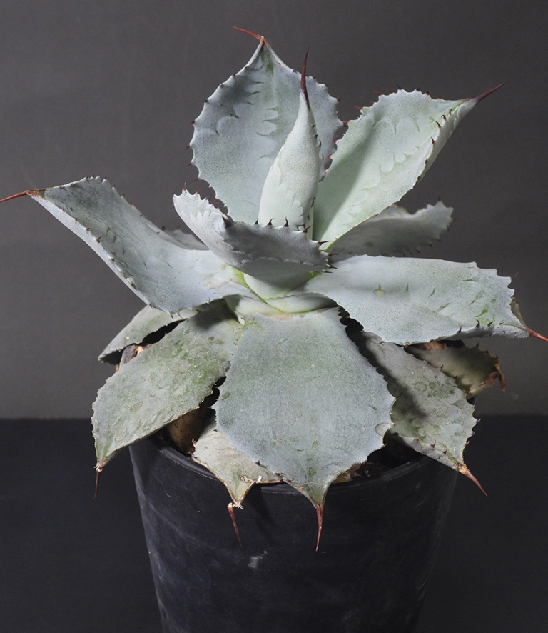 アガベ ポタトラム Agave potatorum 国内実生株_画像2