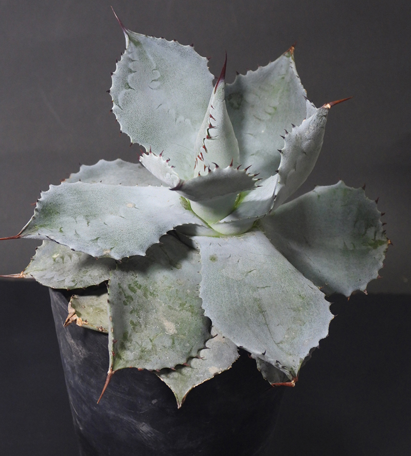 アガベ ポタトラム Agave potatorum 国内実生株_画像3