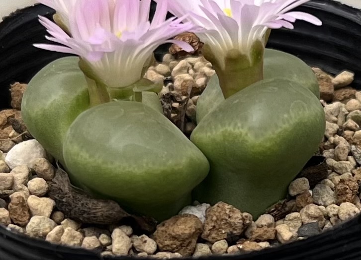 オフタルモフィルム Ophthalmophyllum sp Buchmanland ③の画像3