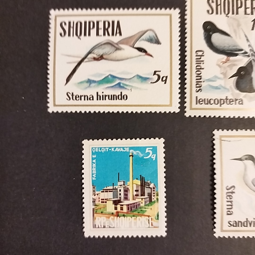 アルバニアの切手 5枚　外国切手　SHQIPERIA used　鳥　Bird_画像2