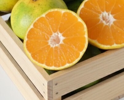 有田みかん 極早生 ゆら早生 10㎏ 蜜柑 減農薬 産地直送 高糖度 朝採れ直送 和歌山産 農家直送 採れたてを即発送 旬の味覚 送料無料1_画像6