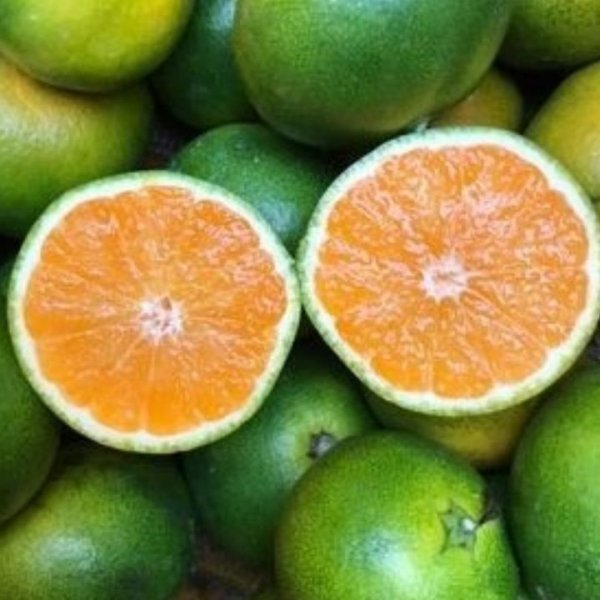 有田みかん 極早生 ゆら早生 1㎏ 蜜柑 減農薬 産地直送 高糖度 朝採れ直送 和歌山産 農家直送 採れたてを即発送 旬の味覚 希少 送料別5_画像7