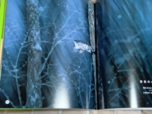 写真集■森で出会う動物たちの四季 JAFMATE社/2005年初版帯付 エゾフクロウ・エゾリス・モモンガ・ナキウサギほか全カラー_画像7