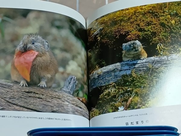 写真集■森で出会う動物たちの四季 JAFMATE社/2005年初版帯付 エゾフクロウ・エゾリス・モモンガ・ナキウサギほか全カラー_画像8