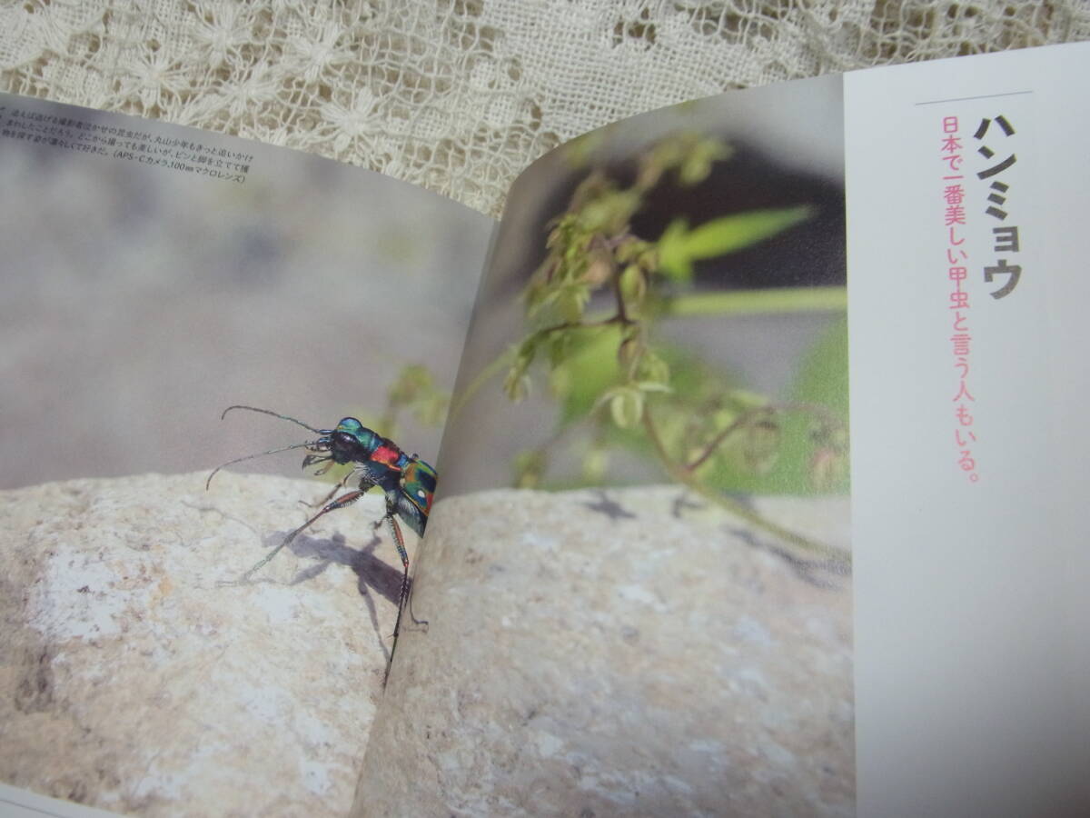 本☆「わくわく昆虫記　憧れの虫たち」丸山宗利　ジャポニカ学習帳の写真家山口進撮り下ろし！　2016初版カバー帯_画像8