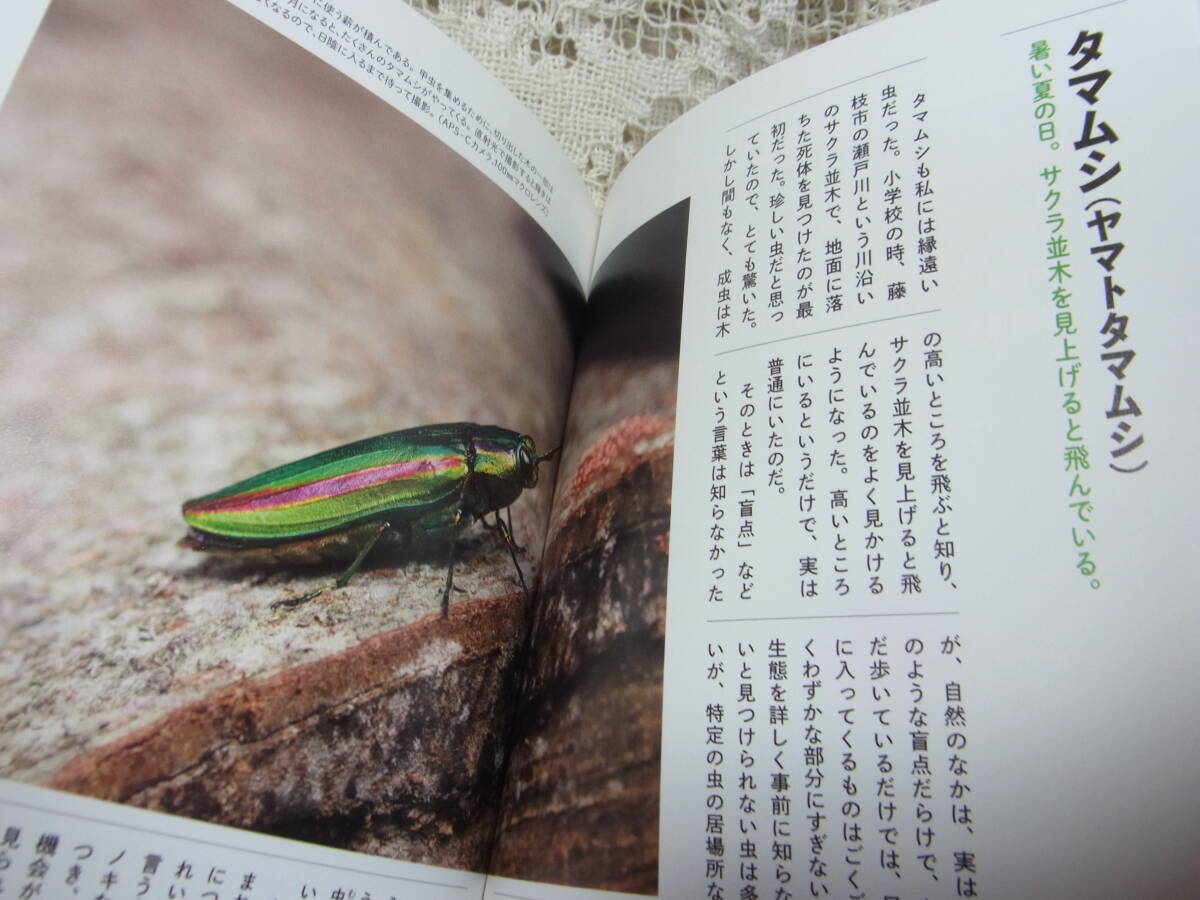 本☆「わくわく昆虫記　憧れの虫たち」丸山宗利　ジャポニカ学習帳の写真家山口進撮り下ろし！　2016初版カバー帯_画像3
