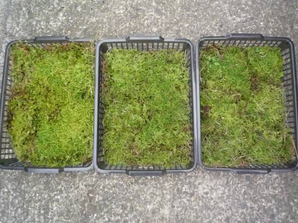 ●天然ハイゴケ●3セット●植木・盆栽・ガーデニング・苔こけ_画像1
