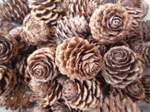 ★天然★カラマツの実★100個★リース材料・アレンジ・唐松_画像1