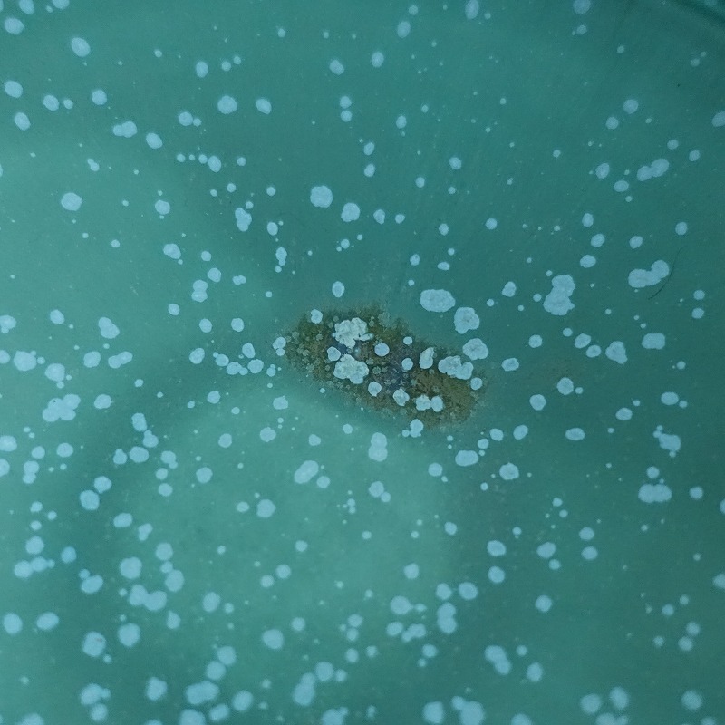 [ прекрасный товар ].книга@...* Турция . гонг горшок 16.5cm* посуда . тарелка ... автор [ керамика ](wa87-2509-33)[41J52]