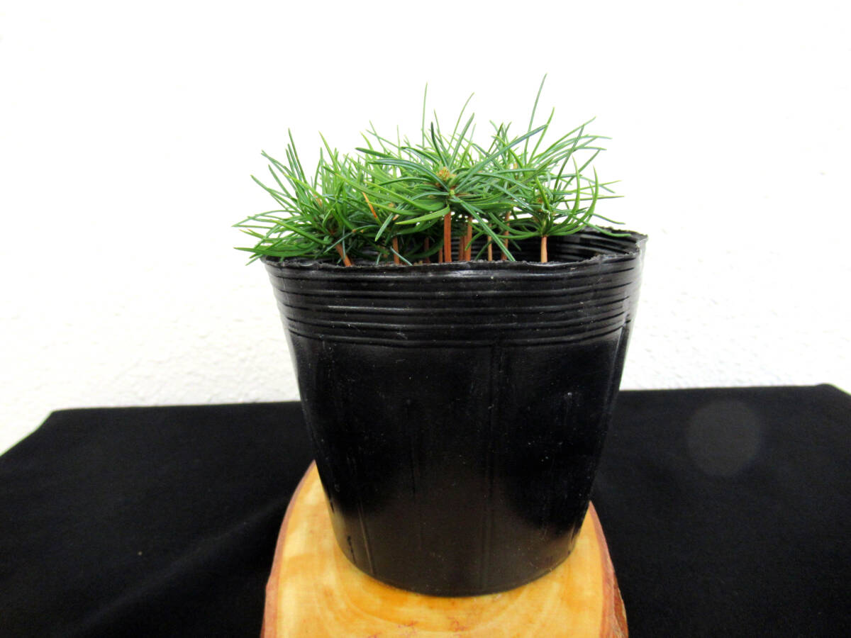 実生1年生 葉性の良い那須五葉松実生苗 572 松柏盆栽 小品盆栽 盆栽素材_画像6