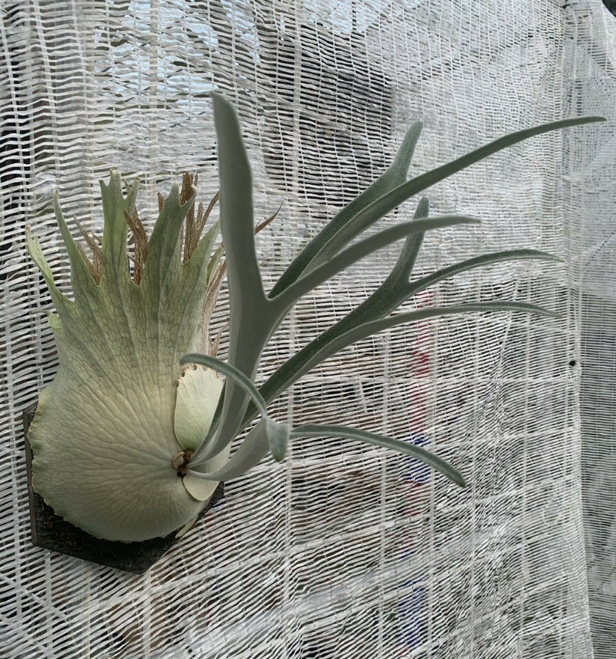 P. veitchii wild Australia　(ビーチー　ベイチー　オーストラリア　ビカクシダ　コウモリラン)_画像10