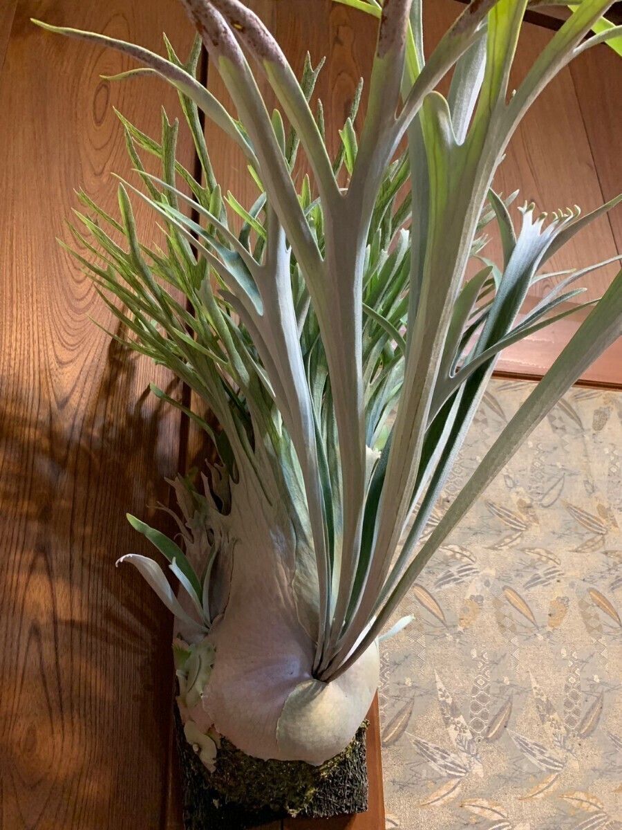 P. veitchii wild Australia　(ビーチー　ベイチー　オーストラリア　ビカクシダ　コウモリラン)_画像1