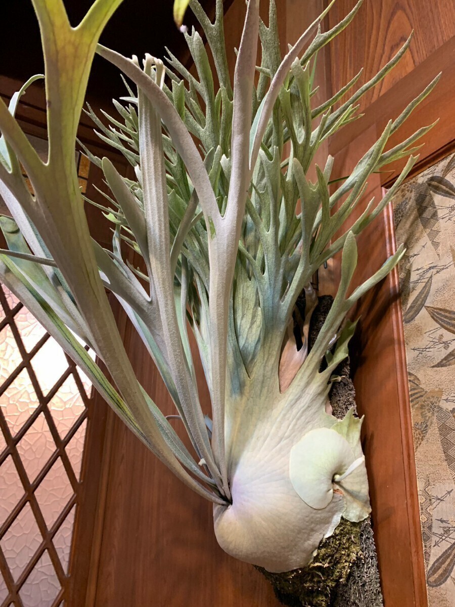 P. veitchii wild Australia　(ビーチー　ベイチー　オーストラリア　ビカクシダ　コウモリラン)_画像2