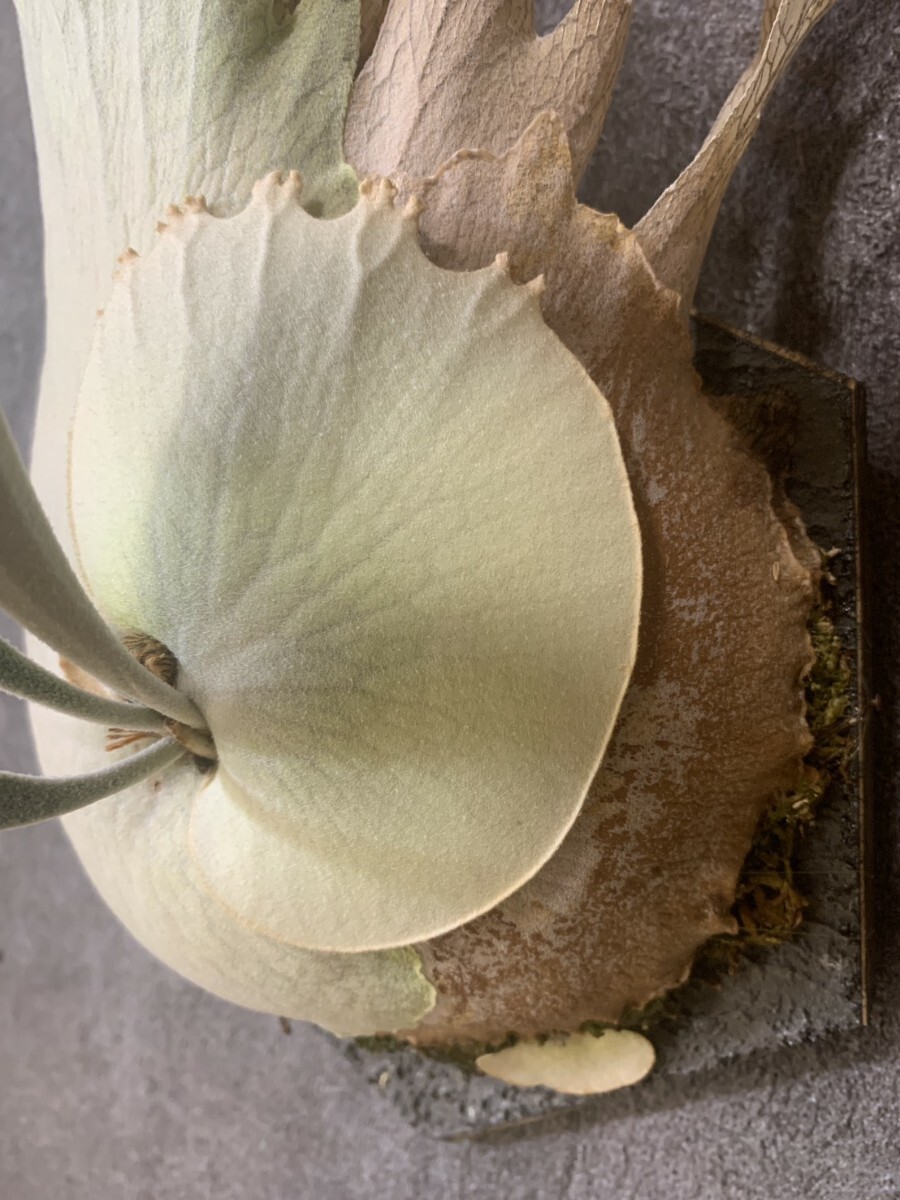 P. veitchii wild Australia　(ビーチー　ベイチー　オーストラリア　ビカクシダ　コウモリラン)_画像7