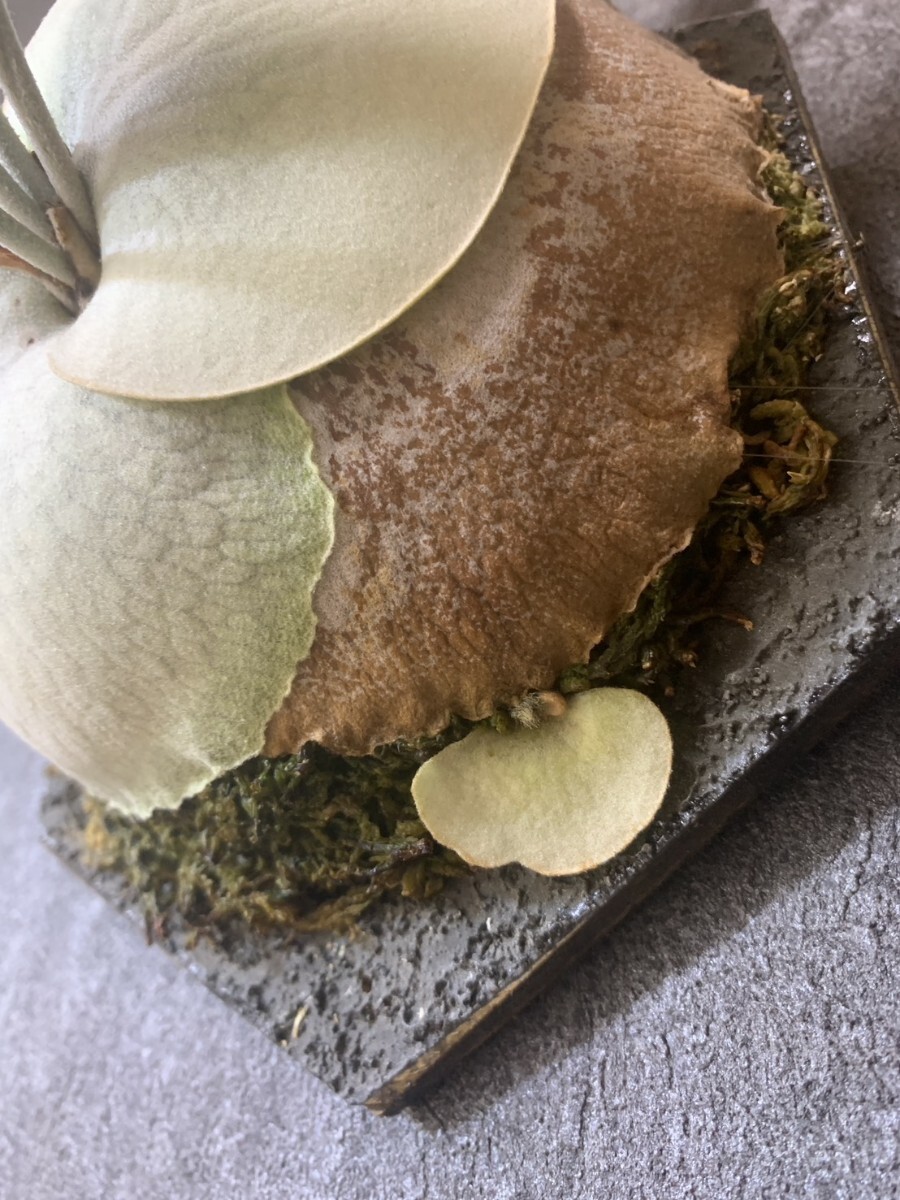 P. veitchii wild Australia　(ビーチー　ベイチー　オーストラリア　ビカクシダ　コウモリラン)_画像8