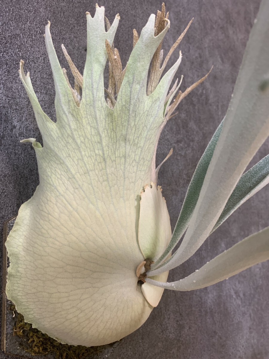 P. veitchii wild Australia　(ビーチー　ベイチー　オーストラリア　ビカクシダ　コウモリラン)_画像4