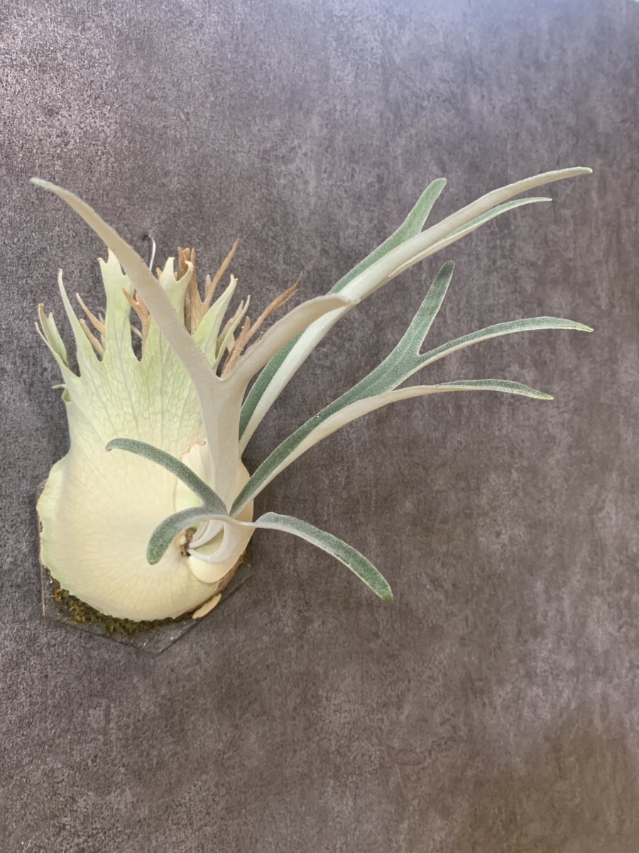 P. veitchii wild Australia　(ビーチー　ベイチー　オーストラリア　ビカクシダ　コウモリラン)_画像5