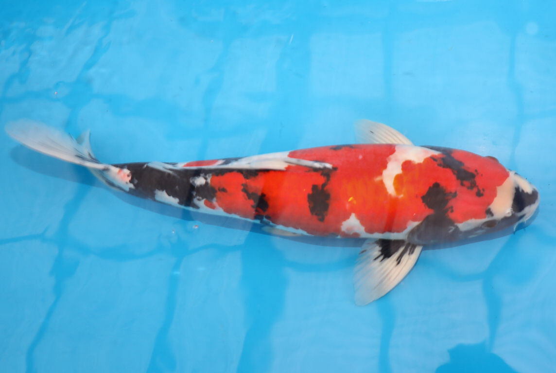 ☆★☆大日産【昭和三色49cmメス4歳】 ☆★☆_画像3