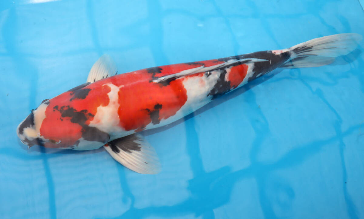 ☆★☆大日産【昭和三色49cmメス4歳】 ☆★☆_画像2