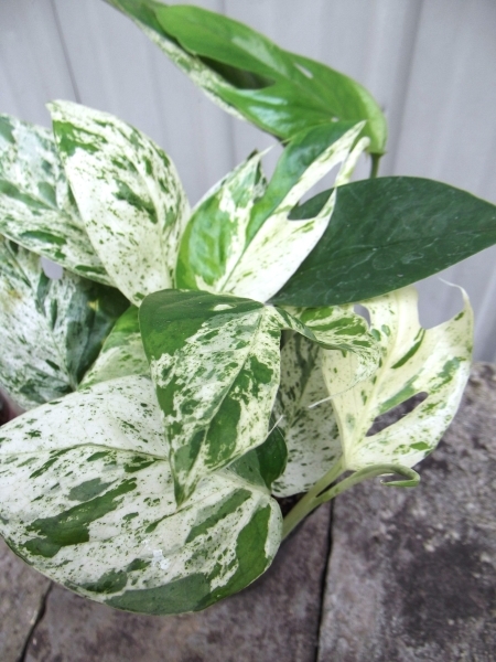 エピプレナム・ピナツム・マーブル Epipremnum pinnatum Marble ４号ポット苗 写真同等品の画像4