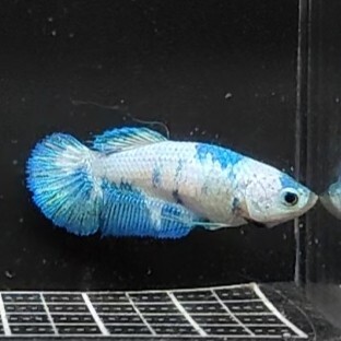 ★F２４４　即決【メス　マーブルドット　プラカットHM】　ベタ_画像8