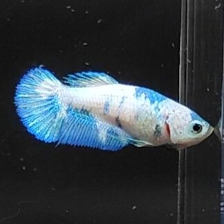 ★F２４４　即決【メス　マーブルドット　プラカットHM】　ベタ_画像5