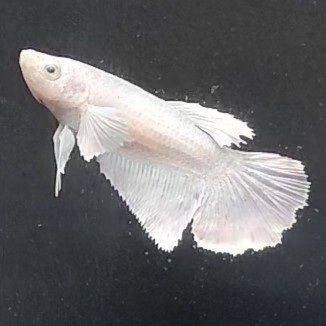 お買得　★即決【メス　スーパーホワイト　ダンボ　ハーフムーン】　ベタ_画像1