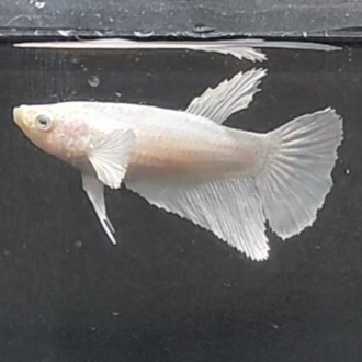 お買得　★即決【メス　スーパーホワイト　ダンボ　ハーフムーン】　ベタ_画像3