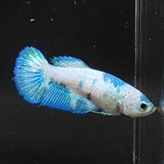 ★F２４４　即決【メス　マーブルドット　プラカットHM】　ベタ_画像4