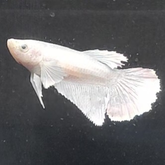 お買得　★即決【メス　スーパーホワイト　ダンボ　ハーフムーン】　ベタ_画像7