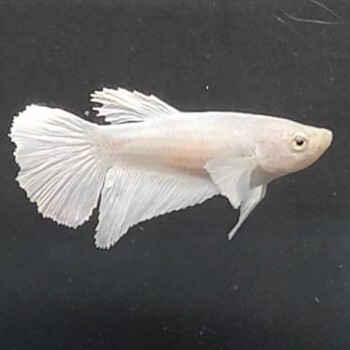 お買得　★即決【メス　スーパーホワイト　ダンボ　ハーフムーン】　ベタ_画像2