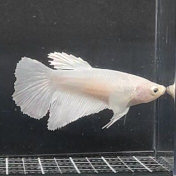 お買得　★即決【メス　スーパーホワイト　ダンボ　ハーフムーン】　ベタ_画像8