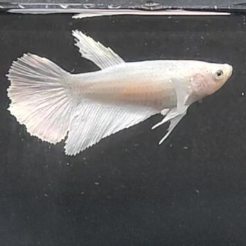 お買得　★即決【メス　スーパーホワイト　ダンボ　ハーフムーン】　ベタ_画像5